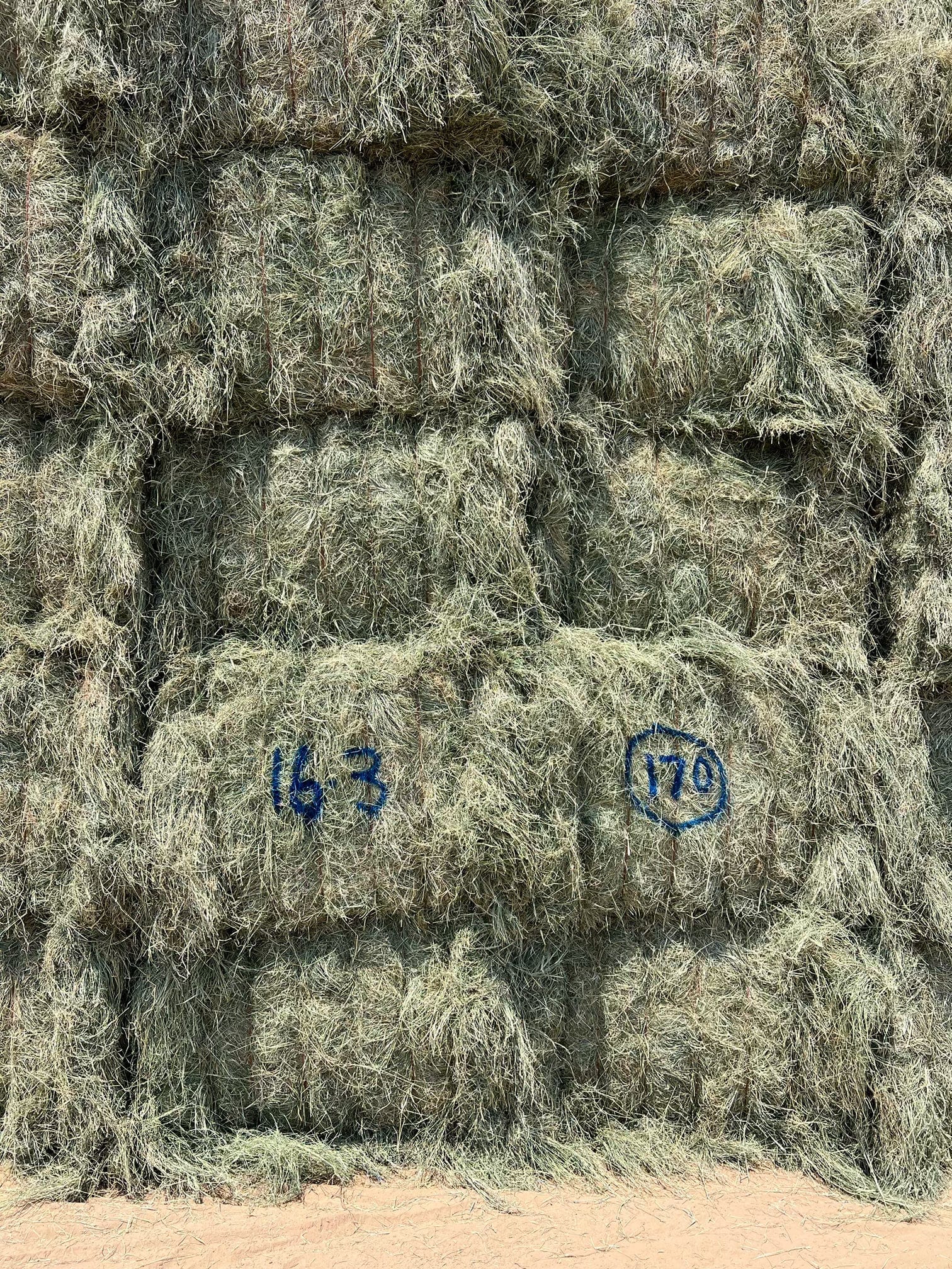 Martinez Farms bermuda small bales 16-3 AZ Big Bales Bermuda 99/110