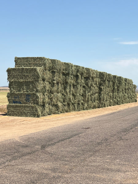 Martinez Farms bermuda small bales 16-3 AZ Big Bales Bermuda 99/110