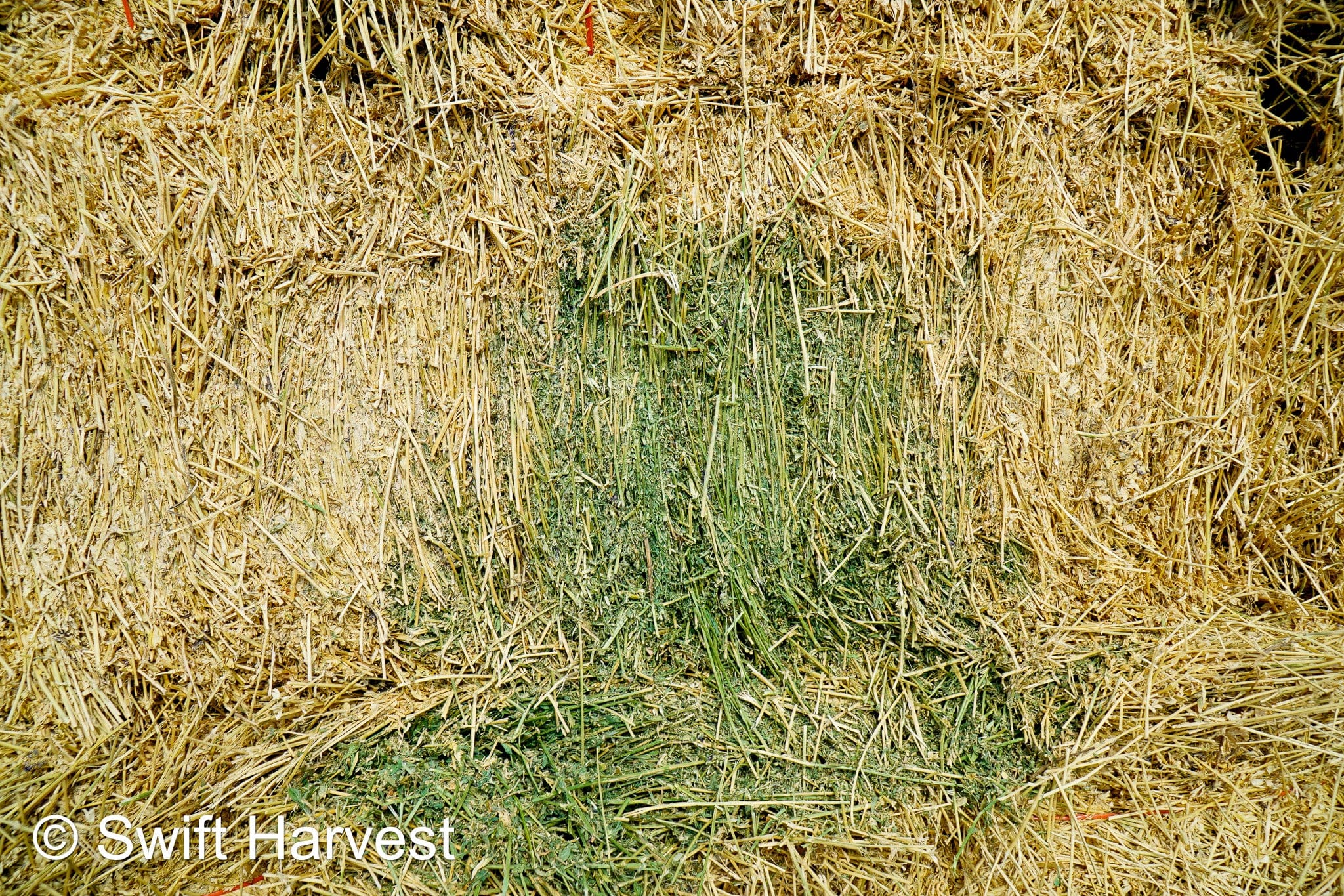 Martinez Farms Big Bale Alfalfa 1-4 Auction Premium/Good AZ Alfalfa Test Hay Big Bales CP 20 RFV 160 TDN 59 FACS 94/110