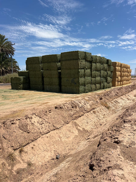 Martinez Farms Big Bale Alfalfa 1-5 Auction AZ Prem/Supr Alfalfa Big Bales CP 21 RFV 181 TDN 62 FACS 94/110