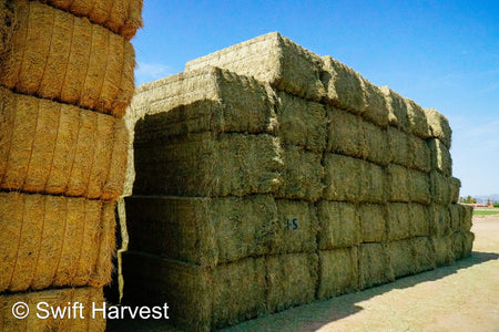 Martinez Farms Big Bale Alfalfa 1-5 Auction AZ Prem/Supr Alfalfa Big Bales CP 21 RFV 181 TDN 62 FACS 94/110