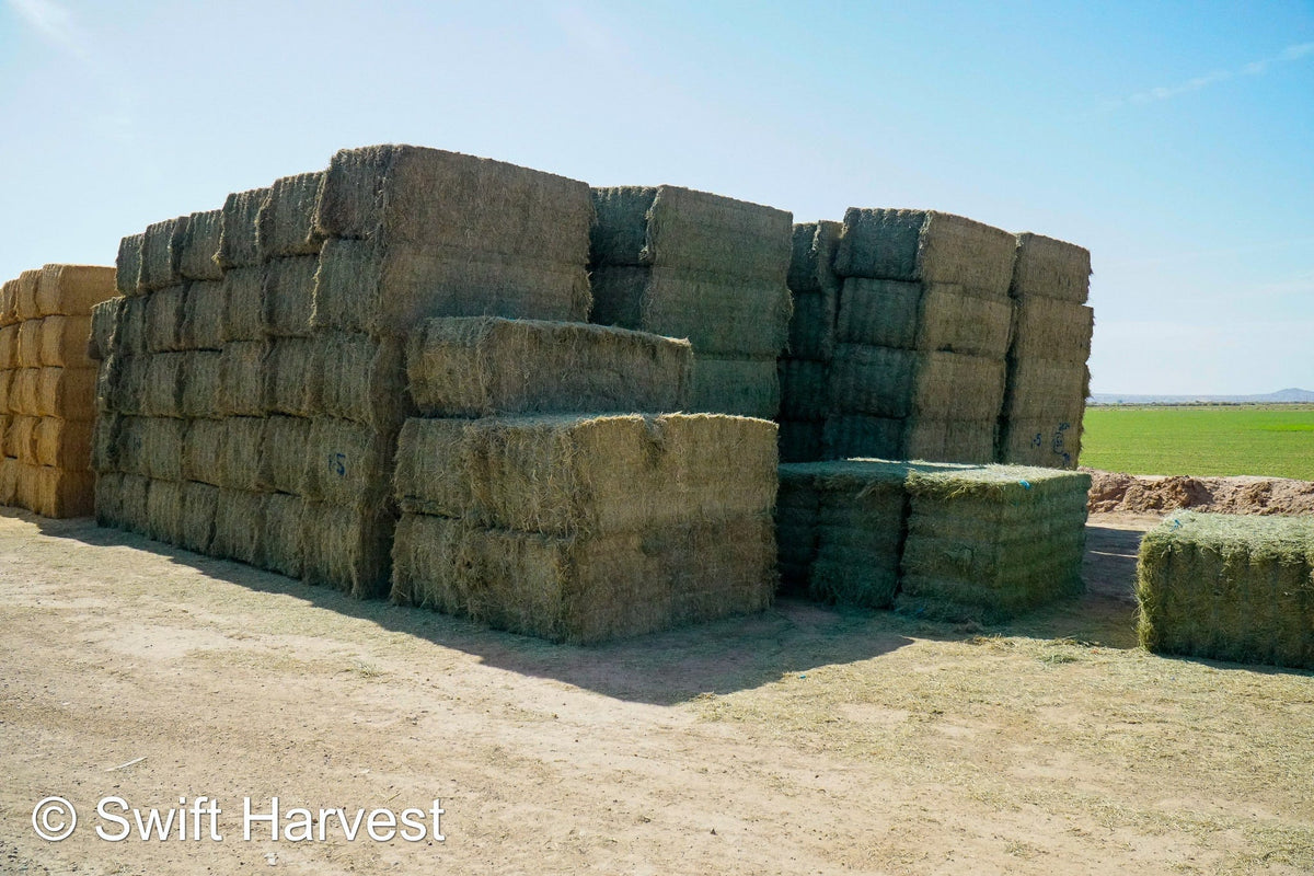 Martinez Farms Big Bale Alfalfa 1-5 Auction AZ Prem/Supr Alfalfa Big Bales CP 21 RFV 181 TDN 62 FACS 94/110