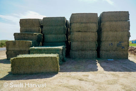 Martinez Farms Big Bale Alfalfa 1-5 Auction AZ Prem/Supr Alfalfa Big Bales CP 21 RFV 181 TDN 62 FACS 94/110