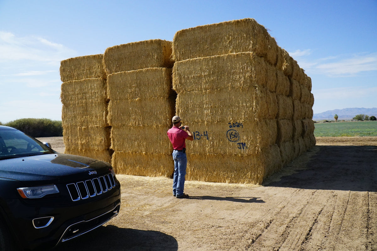 Martinez Farms Big Bale Alfalfa 13-4 Auction Fair AZ Alfalfa Test Hay Big Bales CP 15 RFV 149 TDN 55 FACS 97/110