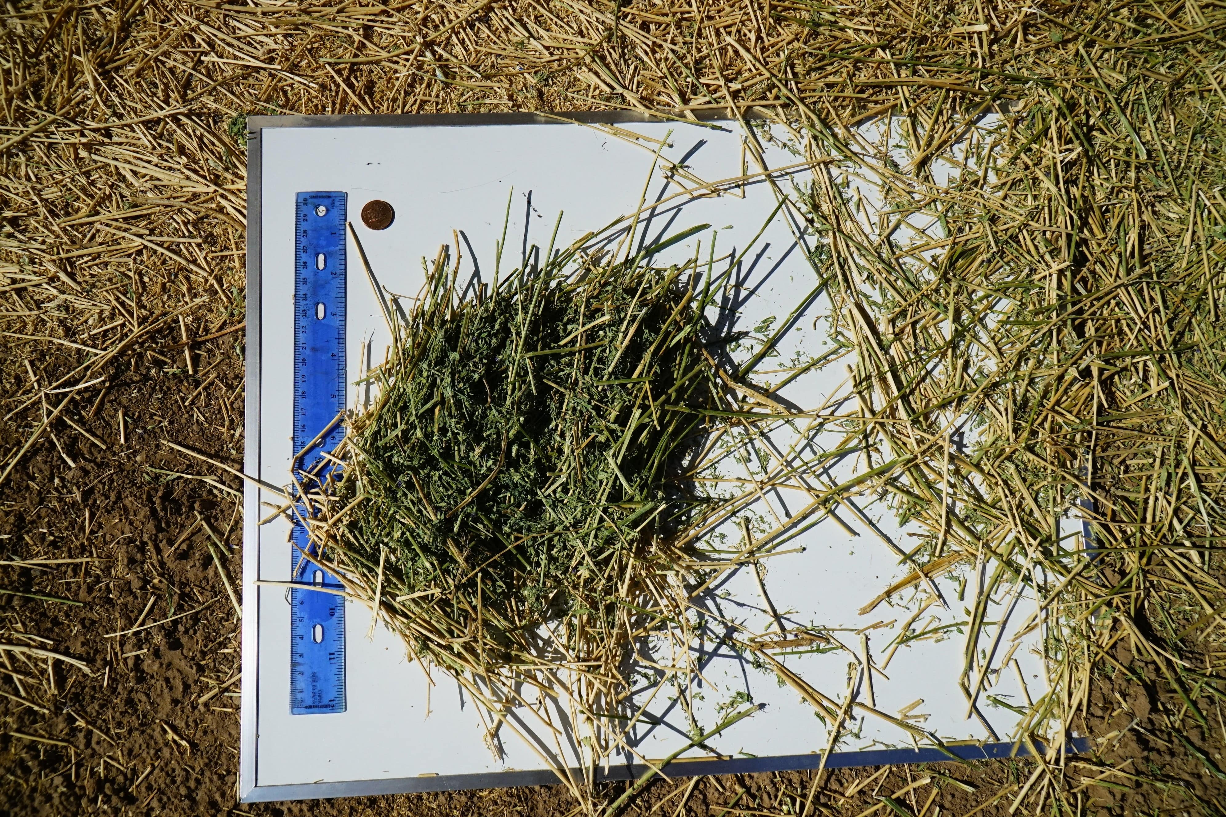 Martinez Farms Big Bale Alfalfa 13-4 Auction Fair AZ Alfalfa Test Hay Big Bales CP 15 RFV 149 TDN 55 FACS 97/110