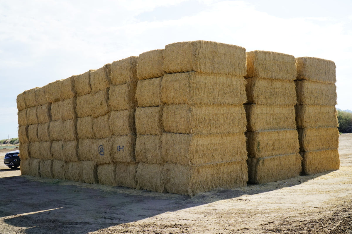 Martinez Farms Big Bale Alfalfa 13-4 Auction Fair AZ Alfalfa Test Hay Big Bales CP 15 RFV 149 TDN 55 FACS 97/110