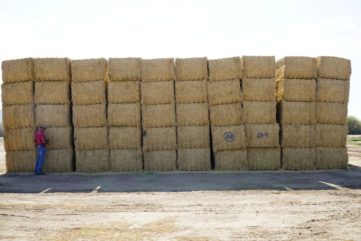 Martinez Farms Big Bale Alfalfa 13-4 Auction Fair AZ Alfalfa Test Hay Big Bales CP 15 RFV 149 TDN 55 FACS 97/110