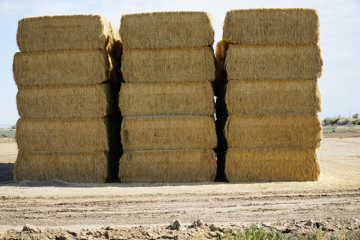 Martinez Farms Big Bale Alfalfa 13-4 Auction Fair AZ Alfalfa Test Hay Big Bales CP 15 RFV 149 TDN 55 FACS 97/110