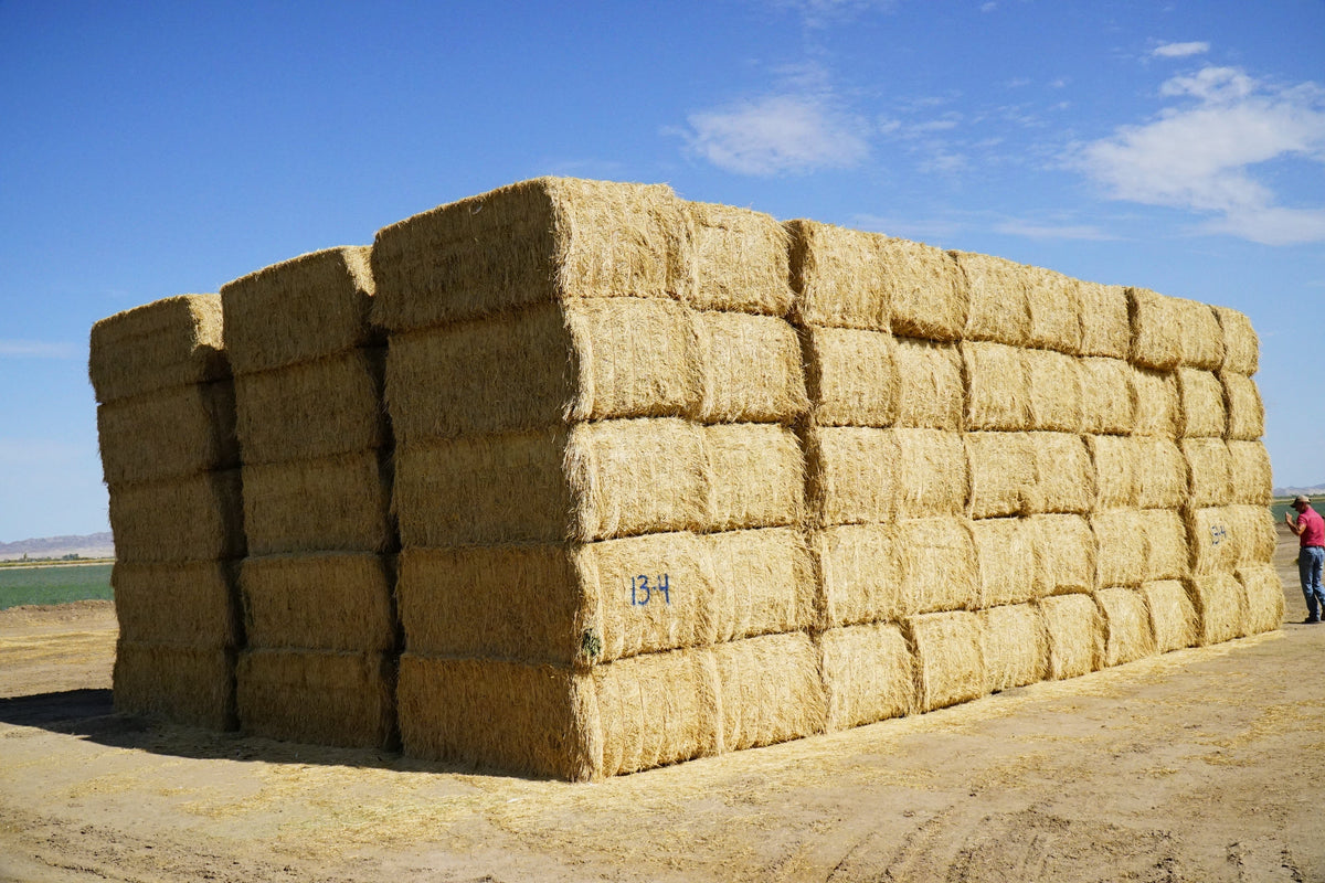 Martinez Farms Big Bale Alfalfa 13-4 Auction Fair AZ Alfalfa Test Hay Big Bales CP 15 RFV 149 TDN 55 FACS 97/110