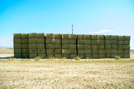 Martinez Farms Big Bale Alfalfa 18-4 Auction Premium AZ Alfalfa Test Hay Big Bales CP 20 RFV 172 TDN 60 FACS 105/110