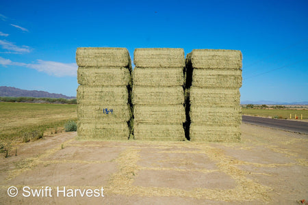 Martinez Farms Big Bale Alfalfa 18-4 Auction Premium AZ Alfalfa Test Hay Big Bales CP 20 RFV 172 TDN 60 FACS 105/110