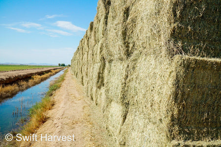 Martinez Farms Big Bale Alfalfa 27-5 Auction AZ Fair/Good  AZ Alfalfa Big Bales CP 20 RFV 144 TDN 57 FACS 98/110