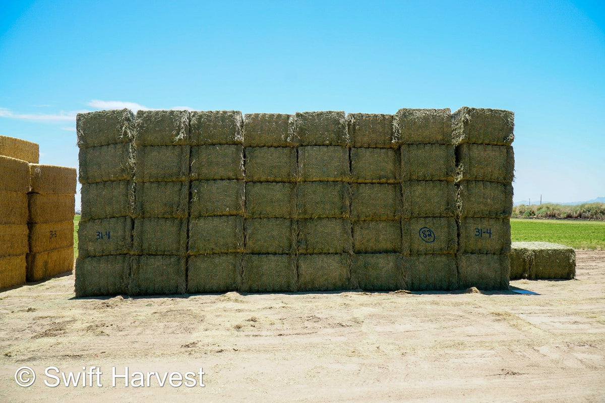 Martinez Farms Big Bale Alfalfa 31-4 Auction Supreme / Premium Alfalfa Test Hay Big Bales  CP 21 RFV 207 TDN 62 FACS 93/110