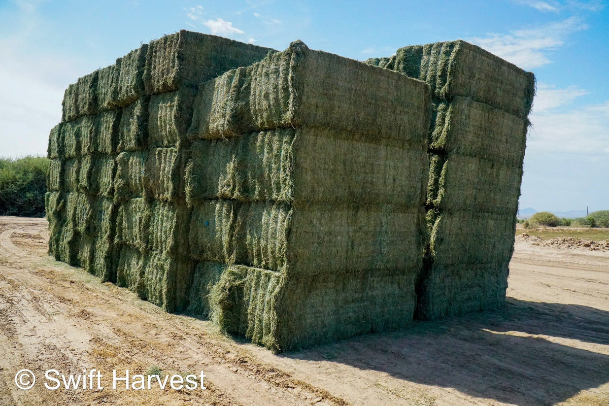 Martinez Farms Big Bale Alfalfa 31-5 Auction AZ Utility Big Bales Alfalfa CP 14 RFV 78 TDN 50 FACS 92/110