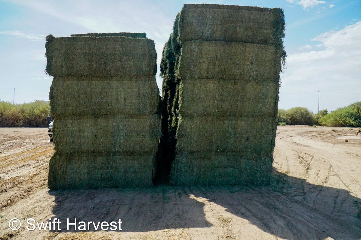 Martinez Farms Big Bale Alfalfa 31-5 Auction AZ Utility Big Bales Alfalfa CP 14 RFV 78 TDN 50 FACS 92/110