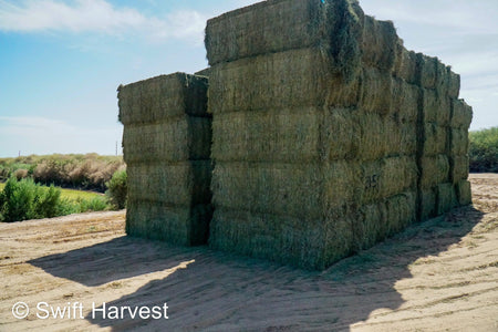 Martinez Farms Big Bale Alfalfa 31-5 Auction AZ Utility Big Bales Alfalfa CP 14 RFV 78 TDN 50 FACS 92/110