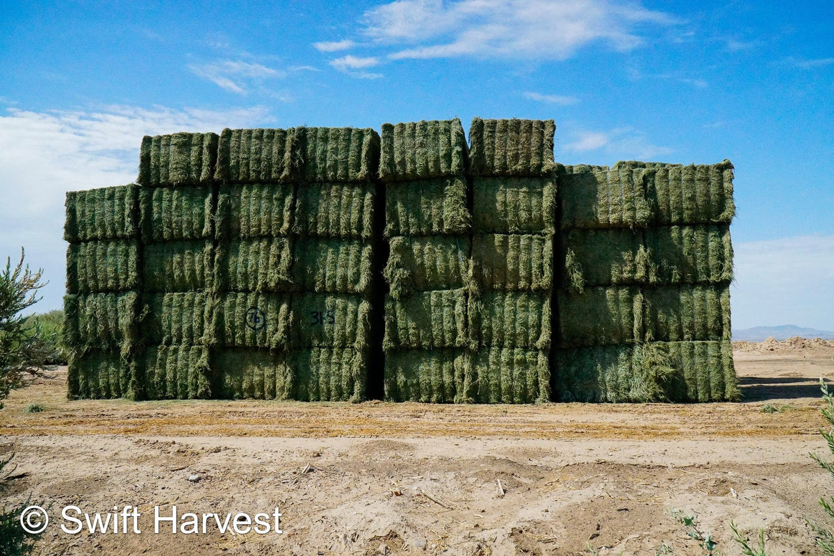 Martinez Farms Big Bale Alfalfa 31-5 Auction AZ Utility Big Bales Alfalfa CP 14 RFV 78 TDN 50 FACS 92/110