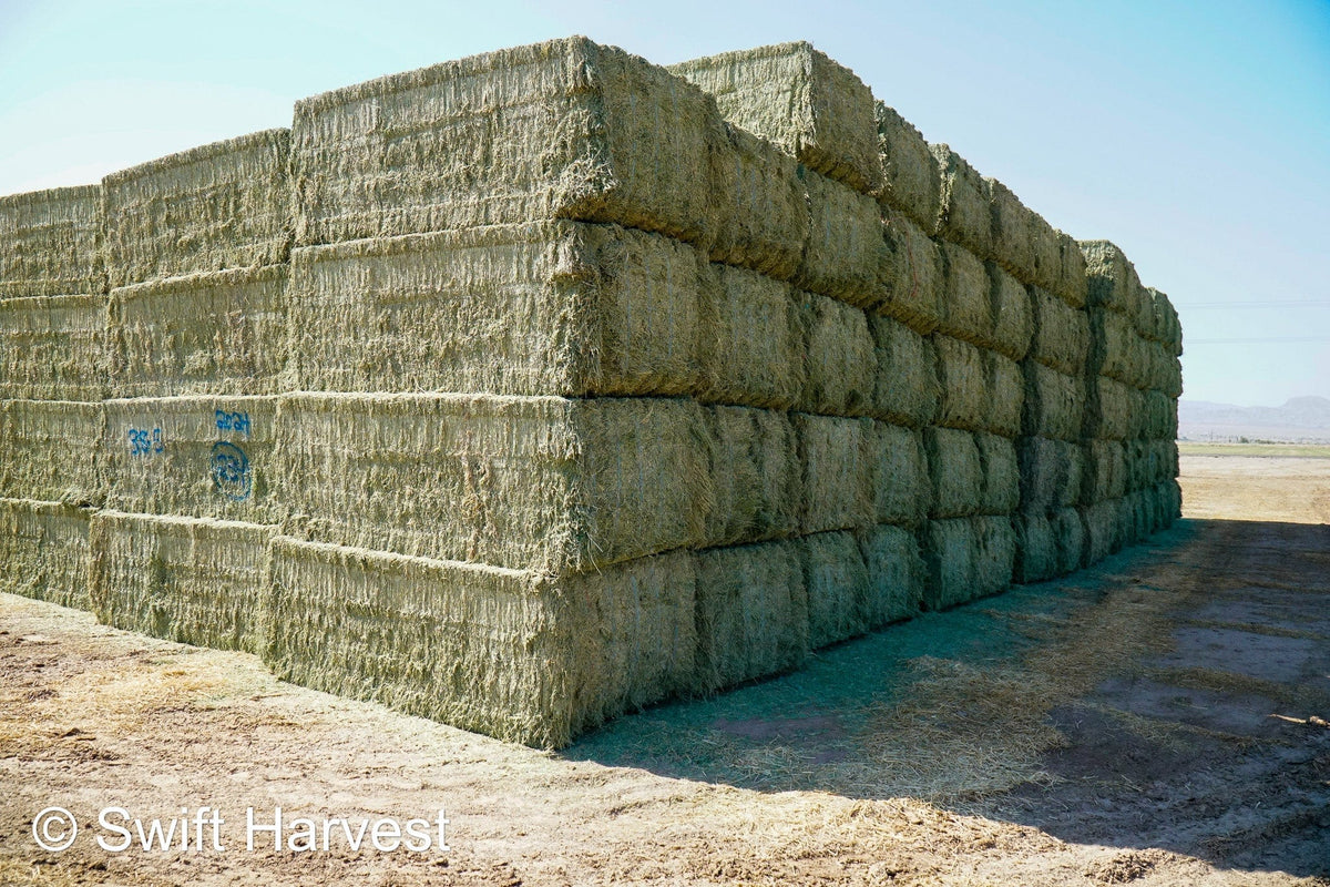 Martinez Farms Big Bale Alfalfa 38-5 Good/Premium AZ Big Bales Alfalfa CP 20 RFV 165 TDN 59 FACS 92/110