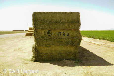 Martinez Farms Big Bale Alfalfa 4-2 B Suprem Premium Alfalfa Alfalfa Test Hay Big Bales est 7.8 tons