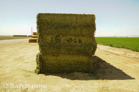 Martinez Farms Big Bale Alfalfa 4-2 B Suprem Premium Alfalfa Alfalfa Test Hay Big Bales est 7.8 tons