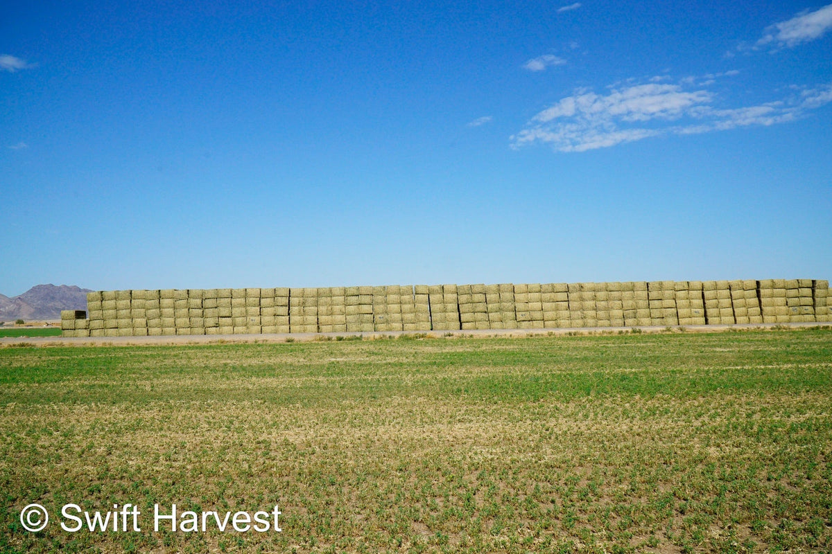 Martinez Farms Big Bale Alfalfa 40-5 Fair/Good AZ Alfalfa High Color Big Bales CP 16 RFV 130 TDN 55 FACS 89/110