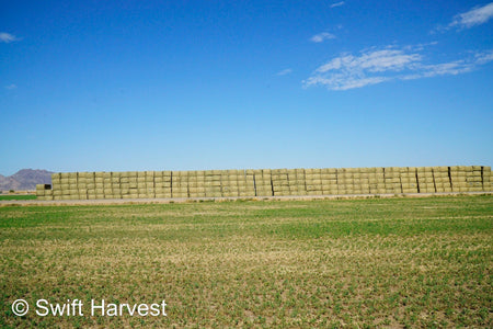 Martinez Farms Big Bale Alfalfa 40-5 Fair/Good AZ Alfalfa High Color Big Bales CP 16 RFV 130 TDN 55 FACS 89/110