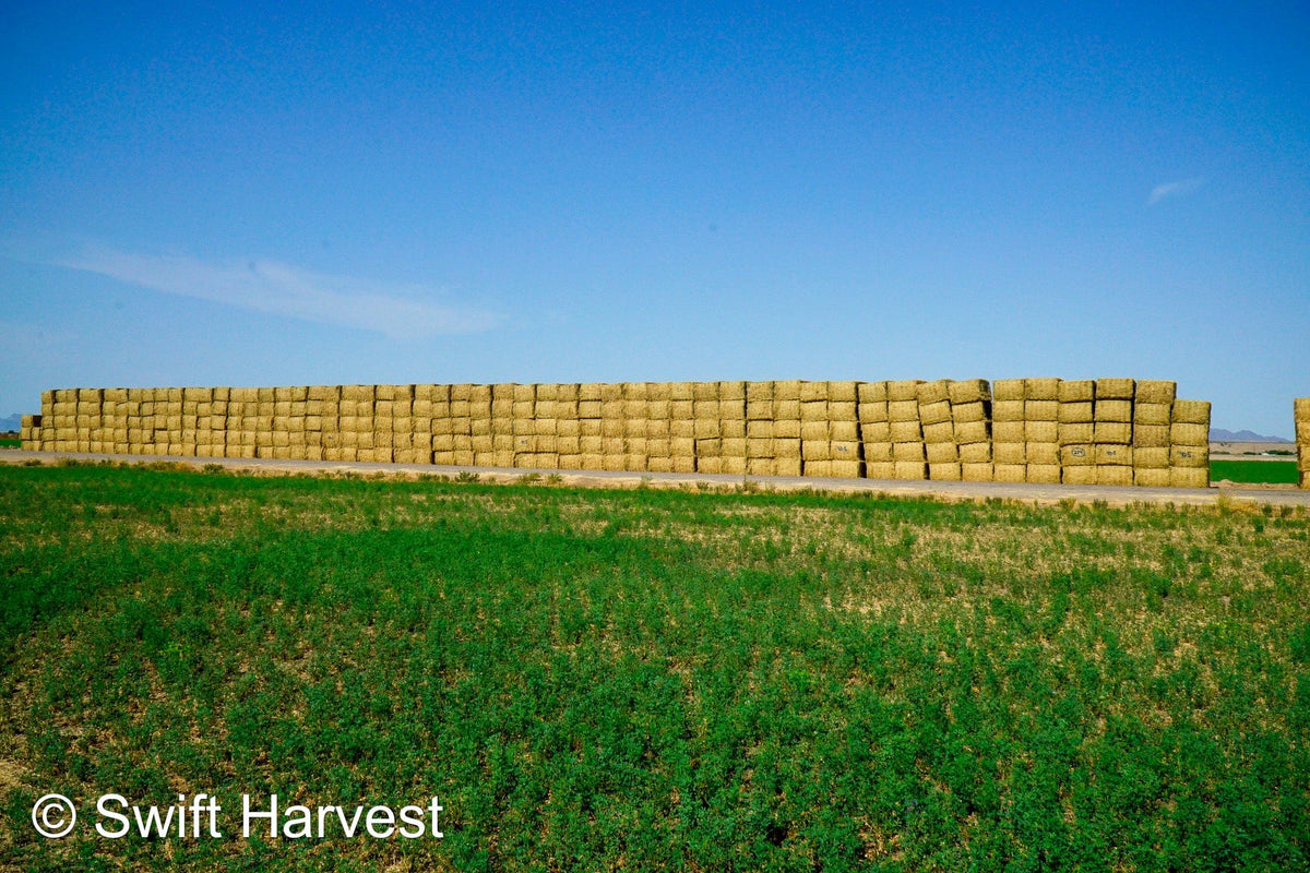 Martinez Farms Big Bale Alfalfa 40-5 Fair/Good AZ Alfalfa High Color Big Bales CP 16 RFV 130 TDN 55 FACS 89/110