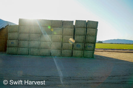 Martinez Farms Big Bale Alfalfa 42-5 Good/Premium AZ Alfalfa Clean Big Bales CP 18 RFV 172 TDN 58 FACS 96/110