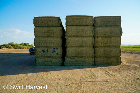 Martinez Farms Big Bale Alfalfa 42-5 Good/Premium AZ Alfalfa Clean Big Bales CP 18 RFV 172 TDN 58 FACS 96/110