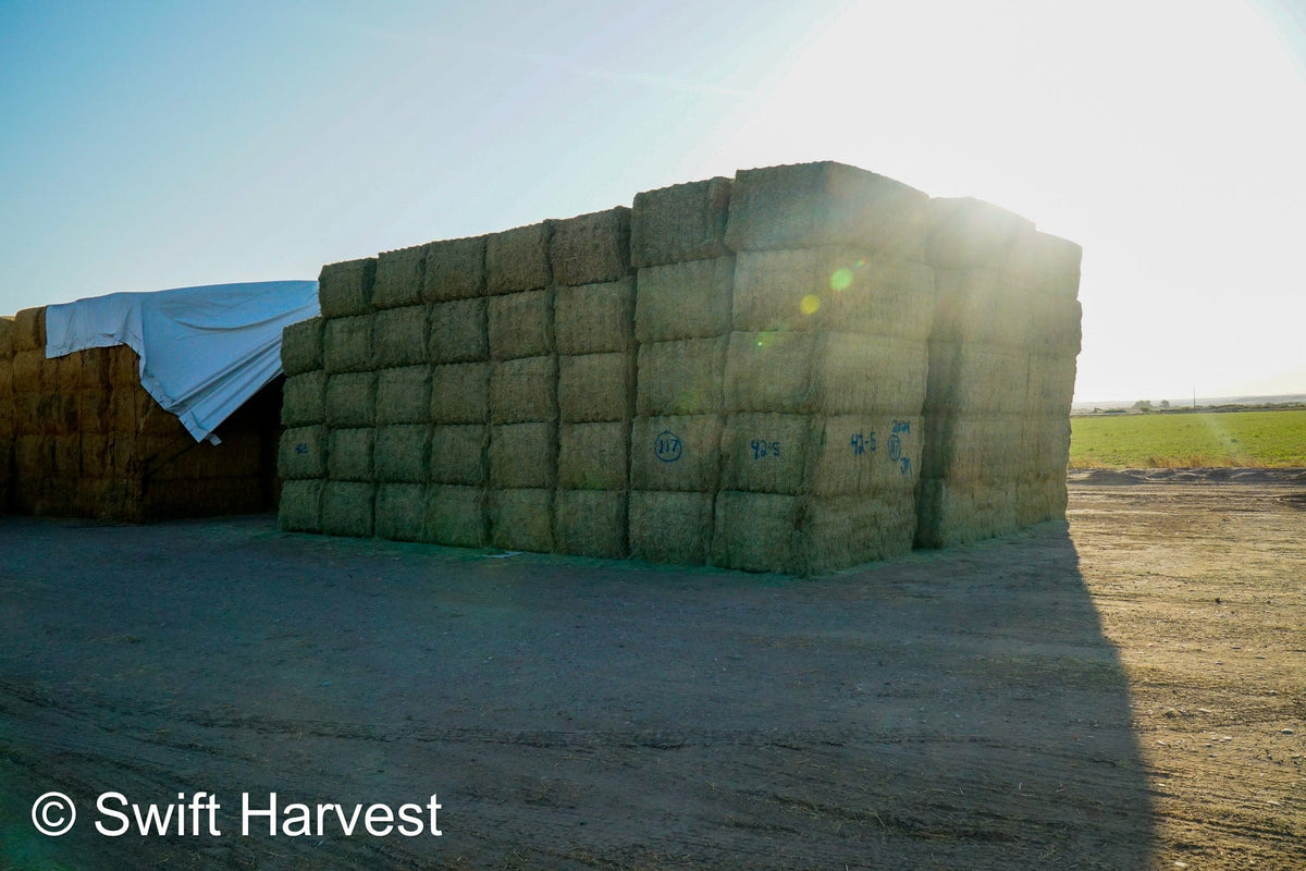 Martinez Farms Big Bale Alfalfa 42-5 Good/Premium AZ Alfalfa Clean Big Bales CP 18 RFV 172 TDN 58 FACS 96/110