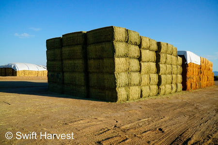 Martinez Farms Big Bale Alfalfa 42-5 Good/Premium AZ Alfalfa Clean Big Bales CP 18 RFV 172 TDN 58 FACS 96/110