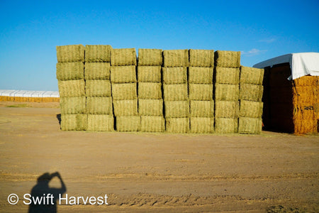 Martinez Farms Big Bale Alfalfa 42-5 Good/Premium AZ Alfalfa Clean Big Bales CP 18 RFV 172 TDN 58 FACS 96/110