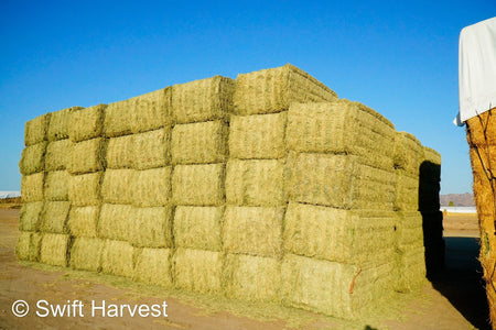 Martinez Farms Big Bale Alfalfa 42-5 Good/Premium AZ Alfalfa Clean Big Bales CP 18 RFV 172 TDN 58 FACS 96/110