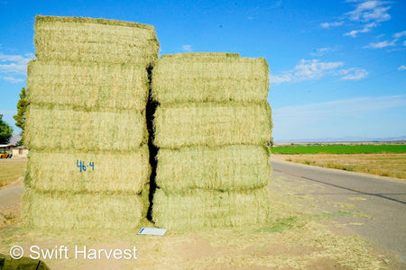 Martinez Farms Big Bale Alfalfa 46-4 Good AZ  Alfalfa Test Hay Big Bales CP 19 RFV 157 TDN 57 FACS 95/110