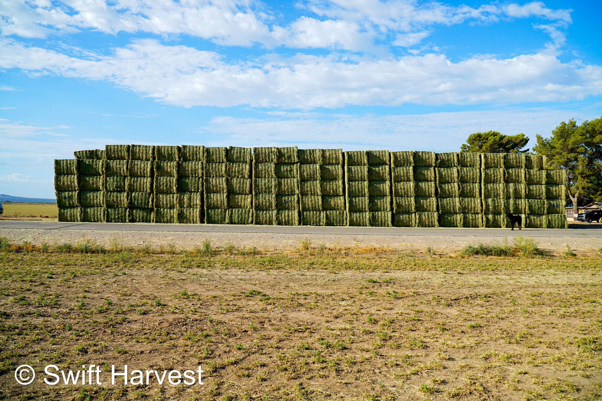 Martinez Farms Big Bale Alfalfa 46-4 Good AZ  Alfalfa Test Hay Big Bales CP 19 RFV 157 TDN 57 FACS 95/110