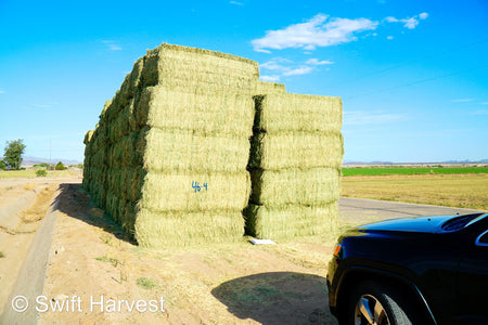 Martinez Farms Big Bale Alfalfa 46-4 Good AZ  Alfalfa Test Hay Big Bales CP 19 RFV 157 TDN 57 FACS 95/110