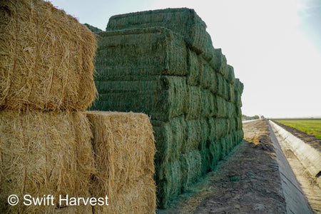 Martinez Farms Big Bale Alfalfa 46-5 Supreme/Premium AZ Alfalfa CP 22 RFV 178 TDN 59 FACS 94/110