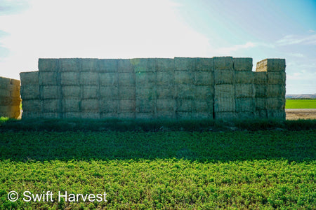 Martinez Farms Big Bale Alfalfa 47-4  Fair/Good AZ Alfalfa Test Hay Big Bales CP 19 RFV 144 TDN 56 FACS 90/110