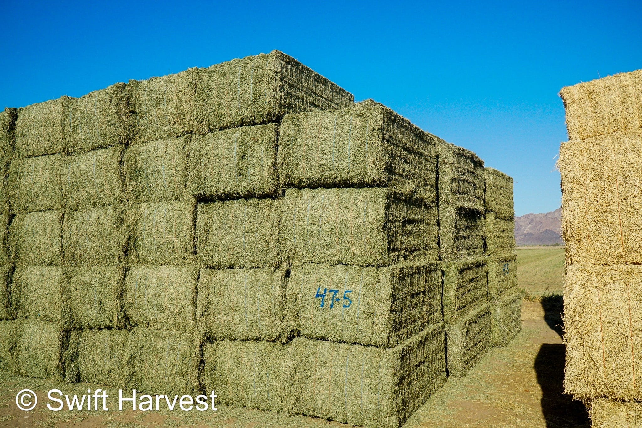 Martinez Farms Big Bale Alfalfa 47-5 Supreme/Premium AZ Alfalfa Big Bales CP 20 RFV 203 TDN 62 FACS 101/110