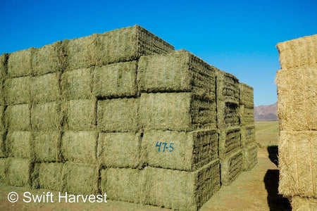 Martinez Farms Big Bale Alfalfa 47-5 Supreme/Premium AZ Alfalfa Big Bales CP 20 RFV 203 TDN 62 FACS 101/110