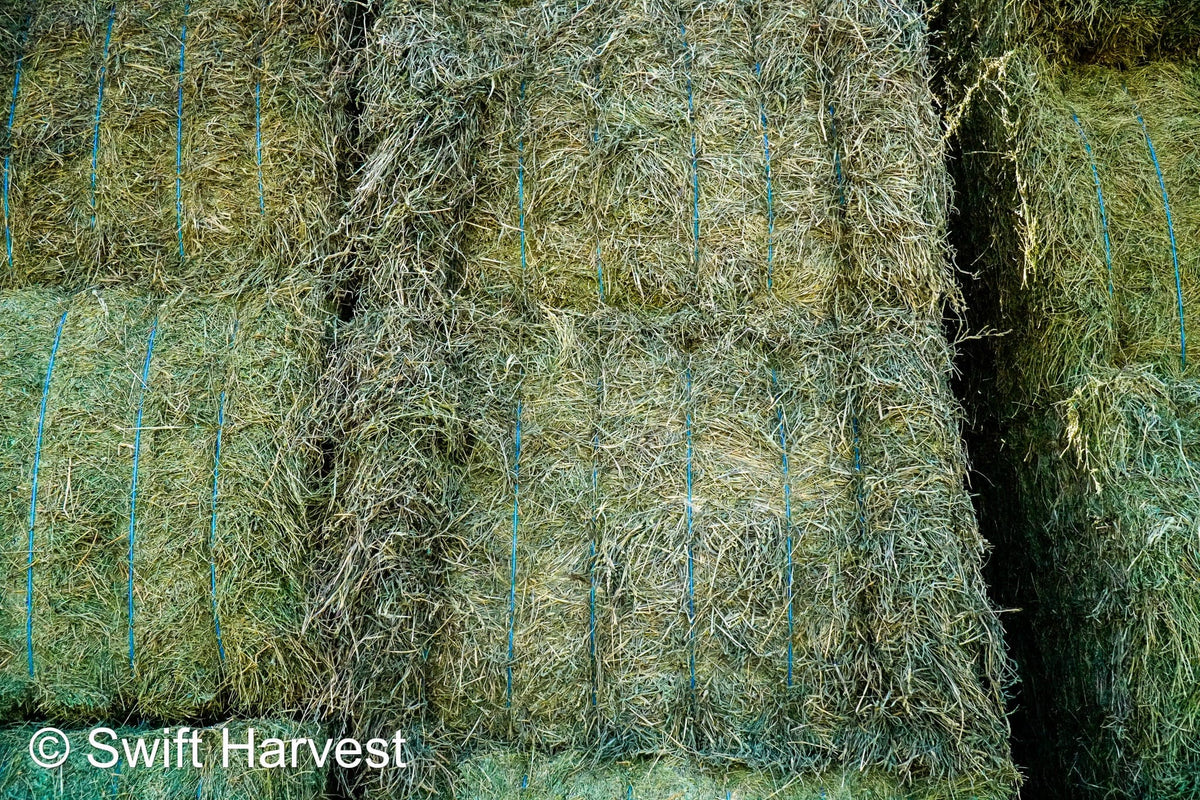 Martinez Farms Big Bale Alfalfa 55-4  Supreme/Premium AZ Alfalfa Test Hay Big Bales CP 21 RFV 207 TDN 62 FACS 91/110