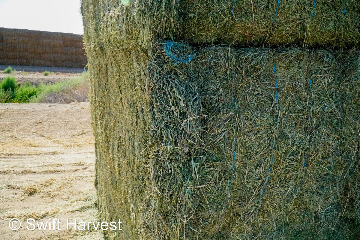 Martinez Farms Big Bale Alfalfa 55-4  Supreme/Premium AZ Alfalfa Test Hay Big Bales CP 21 RFV 207 TDN 62 FACS 91/110