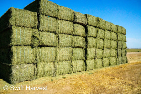 Martinez Farms Big Bale Alfalfa 55-4  Supreme/Premium AZ Alfalfa Test Hay Big Bales CP 21 RFV 207 TDN 62 FACS 91/110