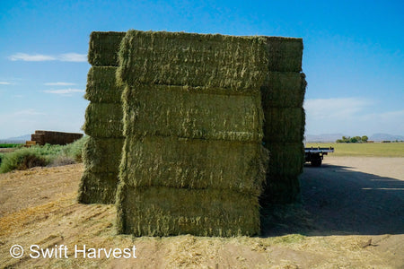 Martinez Farms Big Bale Alfalfa 55-4  Supreme/Premium AZ Alfalfa Test Hay Big Bales CP 21 RFV 207 TDN 62 FACS 91/110