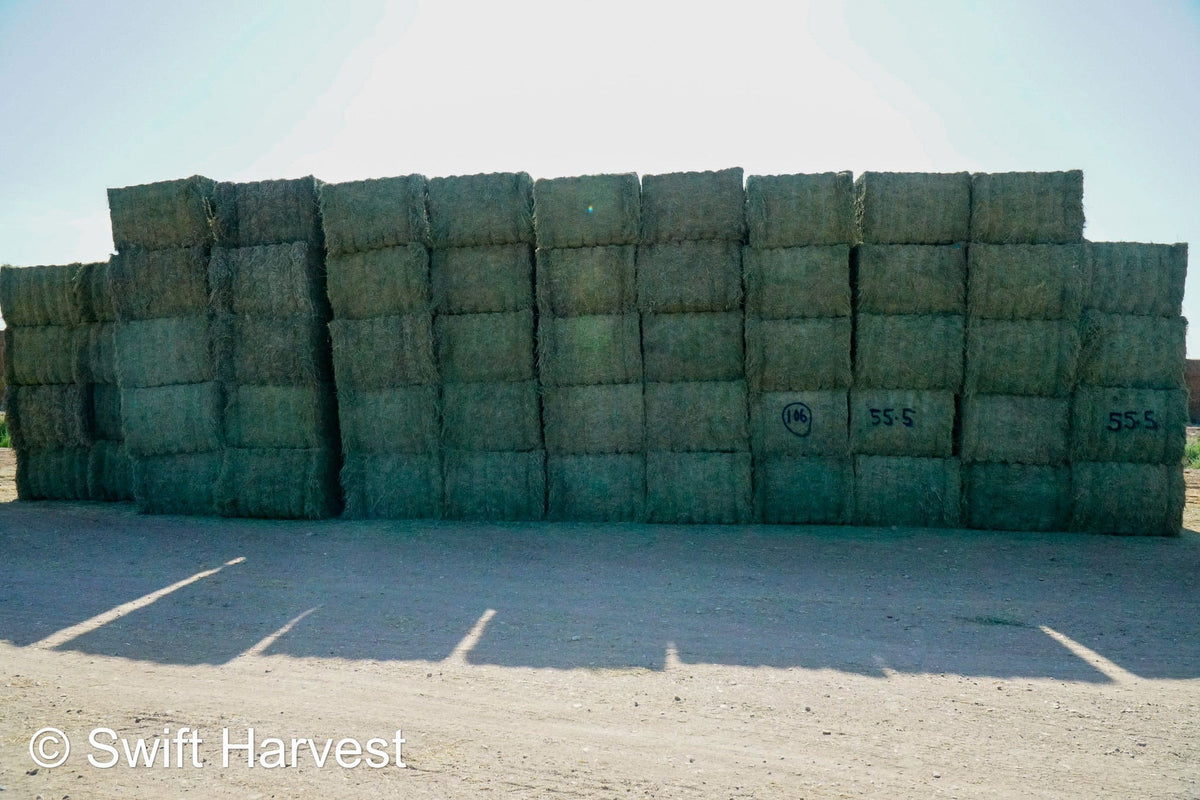 Martinez Farms Big Bale Alfalfa 55-5 AZ Alfalfa Big Bales FACS 94/110