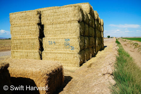 Martinez Farms Big Bale Alfalfa 58-4  Supreme/Premium AZ Alfalfa Test Hay Big Bales CP 20 RFV 189 TDN 60 FACS 92/110