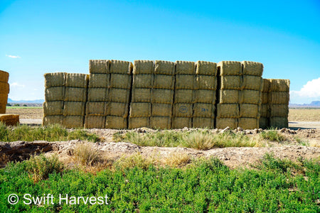 Martinez Farms Big Bale Alfalfa 58-4  Supreme/Premium AZ Alfalfa Test Hay Big Bales CP 20 RFV 189 TDN 60 FACS 92/110