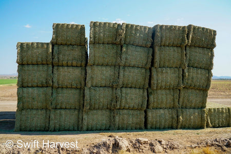 Martinez Farms Big Bale Alfalfa 58-5  AZ Alfalfa Test Hay Big Bales FACS 94/110