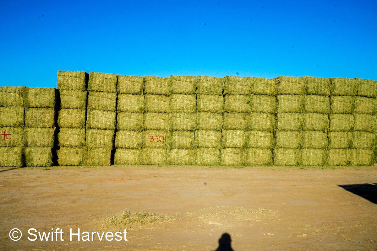 Martinez Farms Big Bale Alfalfa B1-3-24 Supreme Alfalfa Test Hay Big Bales RFV 195.94 CP 24.17 TDN 63.35 SH 93/110