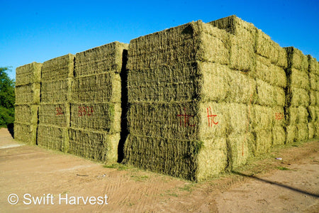 Martinez Farms Big Bale Alfalfa B1-3-24 Supreme Alfalfa Test Hay Big Bales RFV 195.94 CP 24.17 TDN 63.35 SH 93/110